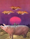 pigs_dreamsm.jpg