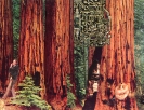 redwoods_circuit.jpg